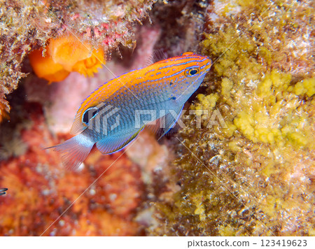 可愛的幼年眼鏡雀鯛(雀鯛科)等等。 2024 靜岡縣伊豆半島賀茂郡南伊豆町中木寬佐海灘 可愛的幼年眼鏡雀鯛(雀鯛科)等等。 2024 靜岡縣伊豆半島賀茂郡南伊豆町中木寬佐海灘 123419623