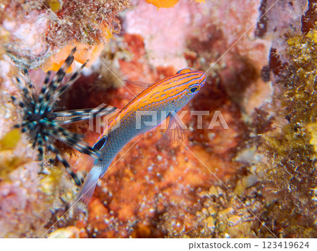 可愛的幼年眼鏡雀鯛(雀鯛科)等等。 2024 靜岡縣伊豆半島賀茂郡南伊豆町中木寬佐海灘 可愛的幼年眼鏡雀鯛(雀鯛科)等等。 2024 靜岡縣伊豆半島賀茂郡南伊豆町中木寬佐海灘 123419624