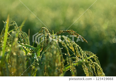 稻穗閃耀著晨露 — 微距攝影 稻穗閃耀著晨露 — 微距攝影 123419668