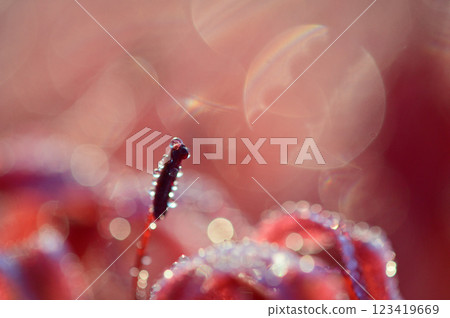 A close-up of a red spider lily shining in the morning sun with droplets on it 123419669