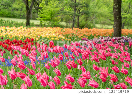 A park full of tulips A park full of tulips 123419719