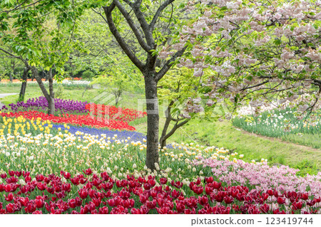 A park full of tulips A park full of tulips 123419744