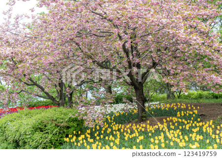 櫻花與鬱金香盛開的表演 123419759