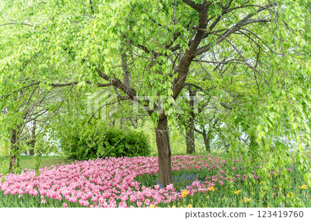 Fresh green and tulip 123419760