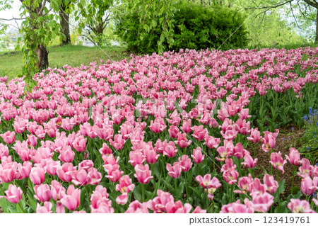 有鬱金香的一個公園 123419761