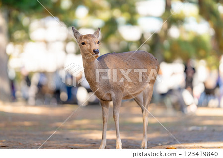 Deer in Nara Park Deer in Nara Park 123419840