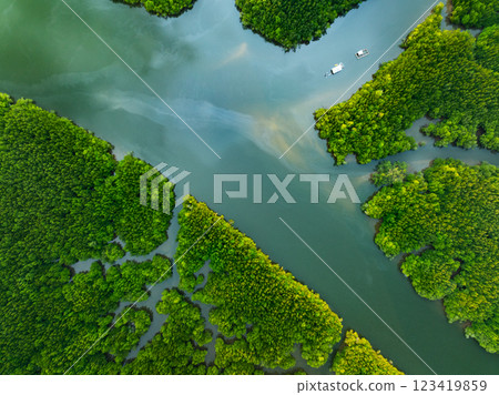 Amazing abundant mangrove forest river,Aerial view of forest trees Rainforest ecosystem and healthy environment background, Texture of green trees forest top down High angle view Amazing abundant mangrove forest river,Aerial view of forest trees Rainforest ecosystem and healthy environment background, Texture of green trees forest top down High angle view 123419859