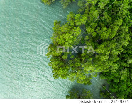Amazing abundant mangrove forest river,Aerial view of forest trees Rainforest ecosystem and healthy environment background, Texture of green trees forest top down High angle view Amazing abundant mangrove forest river,Aerial view of forest trees Rainforest ecosystem and healthy environment background, Texture of green trees forest top down High angle view 123419885