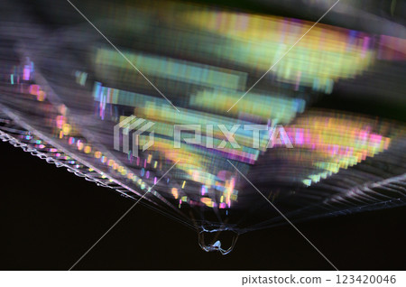 A close-up of a spider web shining iridescently in the morning sun A close-up of a spider web shining iridescently in the morning sun 123420046