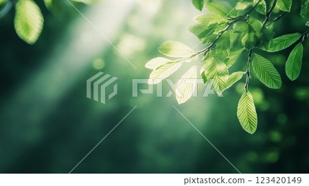 A tranquil forest bathed in sunlight with lush green trees and calming greenery creating a serene environment 123420149