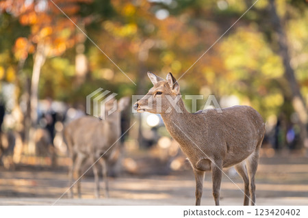 [Autumn] Deer in Nara Park [Autumn leaves] 123420402
