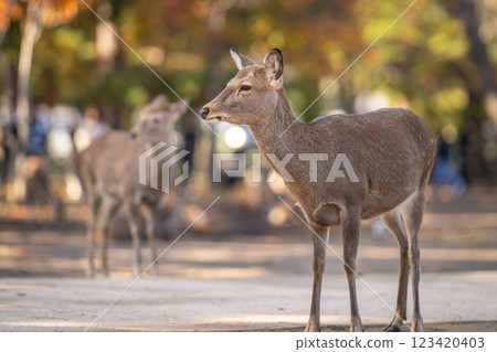 [Autumn] Deer in Nara Park [Autumn leaves] 123420403