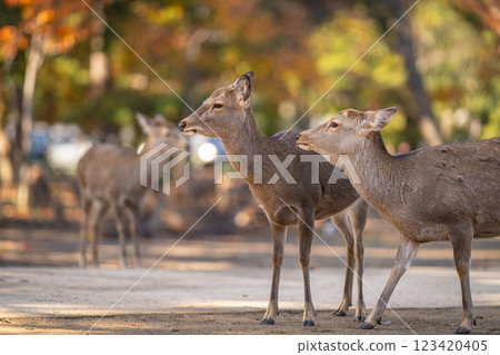 [Autumn] Deer in Nara Park [Autumn leaves] 123420405