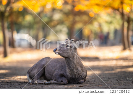 [Autumn] Deer in Nara Park [Autumn leaves] 123420412
