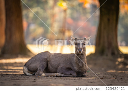 [秋] 奈良公園的鹿 [紅葉] 123420421