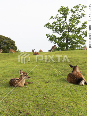 A fawn in Nara Park 123420839