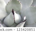 Up succulent plants 123420851