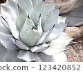 Kichijoten Succulent 123420852
