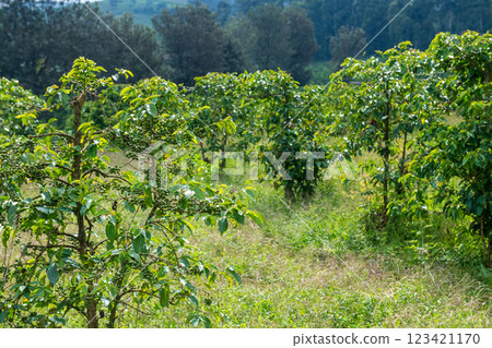 At a thea plantation in western Kenya At a thea plantation in western Kenya 123421170