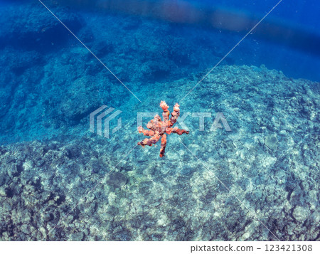 The mysterious and beautiful Mimosa mitten crab (spider crab family). It camouflages itself beautifully by attaching sponges to the surface of its body. Hirizo Beach 123421308