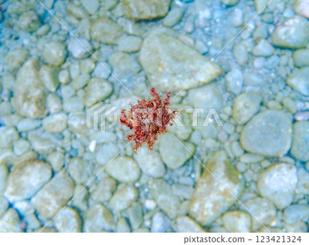 神秘而美麗的蜘蛛蟹（Spider crab）。 它的身體表面有海綿，能起到極佳的偽裝作用。 Hirizo 海灘 123421324