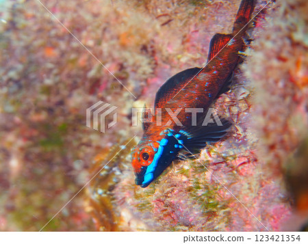 A pair of beautiful nuptial colors of the white-spotted snake blenny (family Snake Blenniidae). Nakagi Hirizo Beach, Minamiizu-cho, Kamo-gun, Izu Peninsula, Shizuoka Prefecture 123421354
