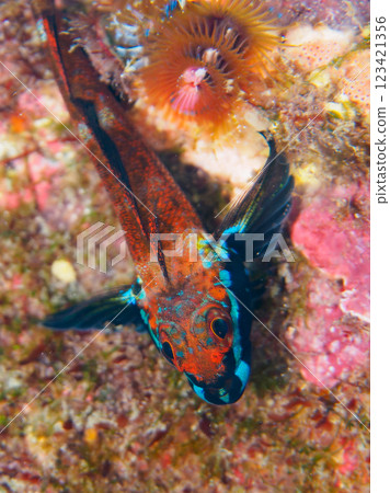 A pair of beautiful nuptial colors of the white-spotted snake blenny (family Snake Blenniidae). Nakagi Hirizo Beach, Minamiizu-cho, Kamo-gun, Izu Peninsula, Shizuoka Prefecture 123421356