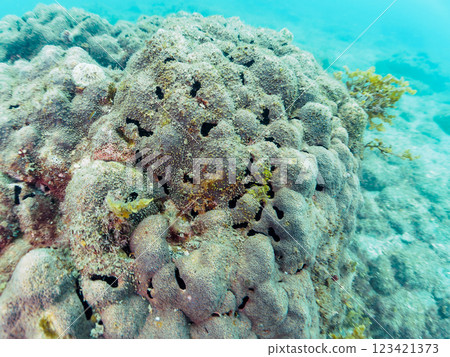 A huge colony of blue corals and the beautiful flower-like parasitic thornfish on the corals. Minamiizu Town Nakagi Hirizo Beach 2024 A huge colony of blue corals and the beautiful flower-like parasitic thornfish on the corals. Minamiizu Town Nakagi Hirizo Beach 2024 123421373