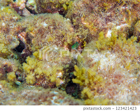 A juvenile blue-spotted damselfish (family Pomacentridae) as beautiful as a starry sky. Nakagi Hirizo Beach, Minamiizu-cho, Kamo-gun, Izu Peninsula, Shizuoka Prefecture 123421423