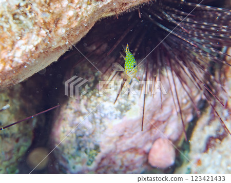 一隻藍白色的雀鯛幼魚（雀鯛科），美麗得如星空般。靜岡縣伊豆半島加茂郡南伊豆町中木寬佐海岸 123421433