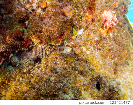 A beautiful juvenile moray eel (family Moray eel). Nakagi Hirizo Beach, Minamiizu-cho, Kamo-gun, Izu Peninsula, Shizuoka Prefecture, 2024 123421477