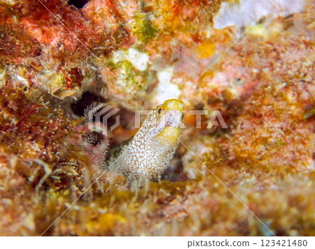 A beautiful juvenile moray eel (family Moray eel). Nakagi Hirizo Beach, Minamiizu-cho, Kamo-gun, Izu Peninsula, Shizuoka Prefecture, 2024 123421480