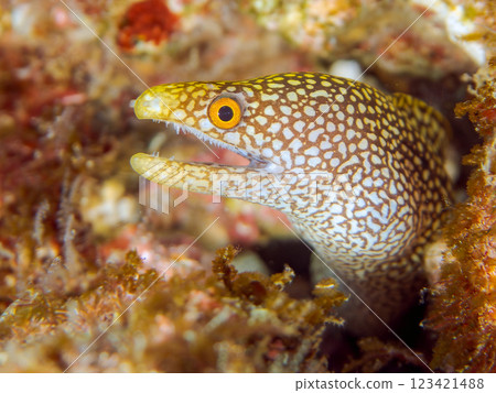 年輕漂亮的 Wakautyu（海鰻科）。 靜岡縣伊豆半島加茂郡南伊豆町中木広濱2024 123421488