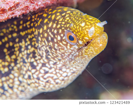 A beautiful juvenile moray eel (family Moray eel). Nakagi Hirizo Beach, Minamiizu-cho, Kamo-gun, Izu Peninsula, Shizuoka Prefecture, 2024 123421489