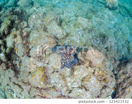 一隻大型、美麗的環斑章魚（章魚科）。  靜岡縣伊豆半島加茂郡南伊豆町中木飛鎢海岸2024 123421532