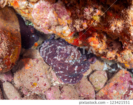 A pair of ringed octopuses hide amongst the rocks. The male extends his copulatory arms to the female and hands her a sperm capsule to mate. 123421551