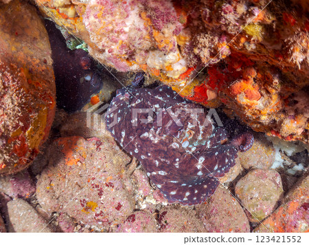 一對美洲章魚躲在岩石之間。雄性將交配臂伸向雌性，並在交配期間遞給她一個精子囊。 123421552