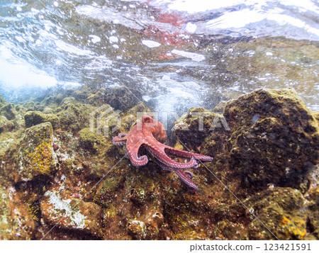 A large, beautiful ringed octopus (Octopidae family). It jumped out of the water and ran over the rocks to escape, Nakagi Hirizo Beach, Minamiizu Town. 123421591
