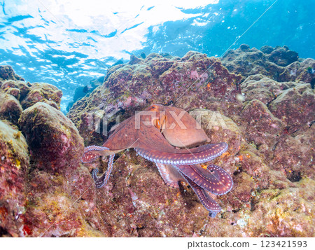 一隻大型、美麗的環斑章魚（章魚科）。 這隻動物跳出水面，跑過岩石逃走。 123421593