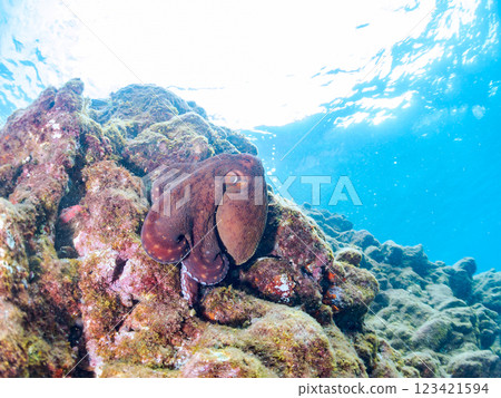 A large, beautiful ringed octopus (Octopidae family). It jumped out of the water and ran over the rocks to escape, Nakagi Hirizo Beach, Minamiizu Town. 123421594
