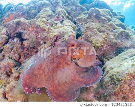A large, beautiful ringed octopus (Octopidae family). It jumped out of the water and ran over the rocks to escape, Nakagi Hirizo Beach, Minamiizu Town. 123421598