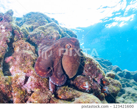 A large, beautiful ringed octopus (Octopidae family). It jumped out of the water and ran over the rocks to escape, Nakagi Hirizo Beach, Minamiizu Town. 123421600