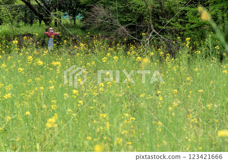 Canola field and scarecrow 123421666