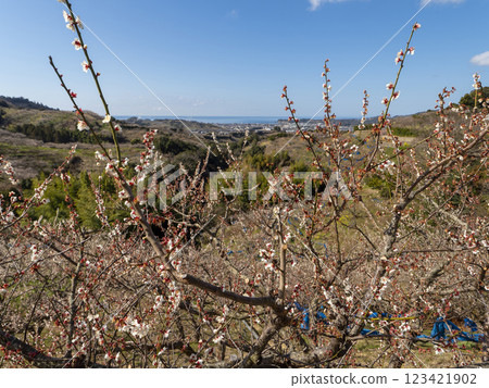 The view from the Nanbu Plum Grove The view from the Nanbu Plum Grove 123421902