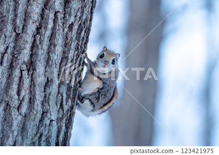 Ezo flying squirrel perched on a tree 123421975