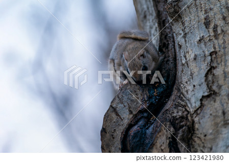 從洞穴出來的Ezomomonga 從洞穴出來的Ezomomonga 123421980