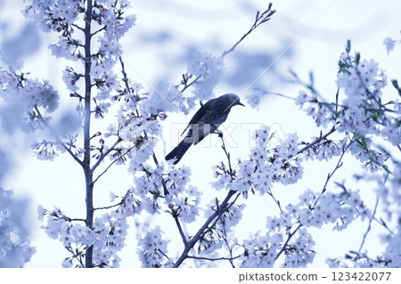 A brown-eared bulbul resting on a branch of a full-bloomed Somei-Yoshino cherry tree A brown-eared bulbul resting on a branch of a full-bloomed Somei-Yoshino cherry tree 123422077