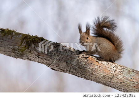 Squirrel perched on a tree 123422082