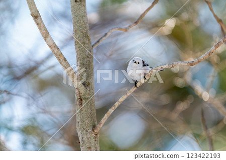 Enaga stopping at the tree branch Enaga stopping at the tree branch 123422193