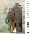 非洲小象 123422212